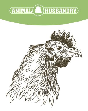 damızlık tavuk. Hayvancılık. Hayvancılık