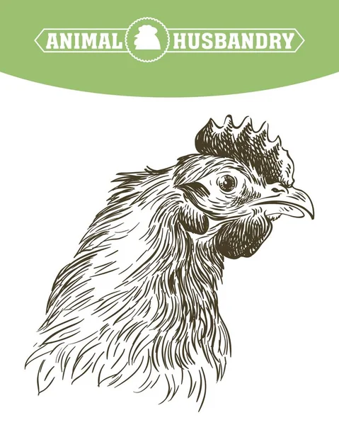 Criação de galinhas. criação de animais. gado —  Vetores de Stock