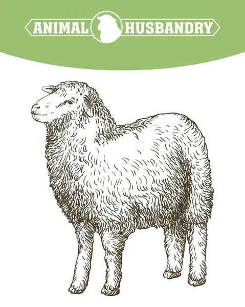 Sketch of sheep drawn by hand. animal husbandry — Stock Vector