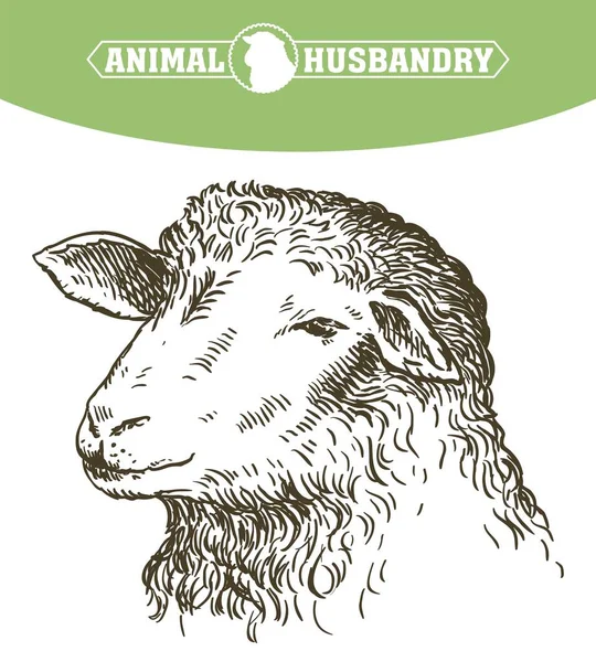 Chef för ett får. djurhållning — Stock vektor