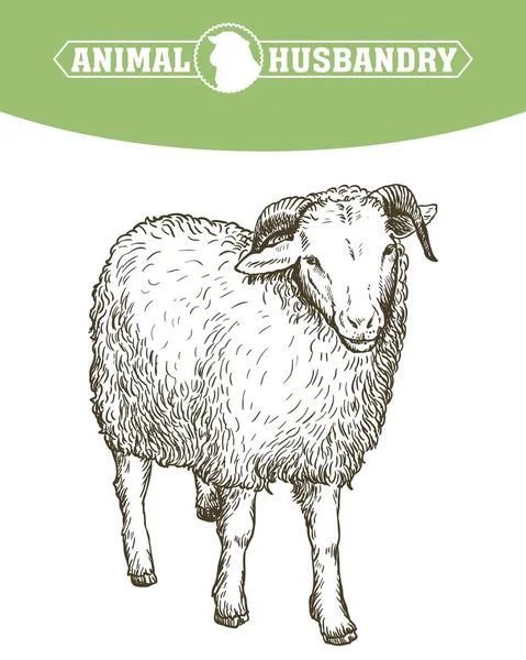 Croquis de moutons dessinés à la main. élevage d'animaux — Image vectorielle