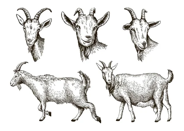 Sketsa kambing yang digambar dengan tangan. ternak. hewan merumput - Stok Vektor
