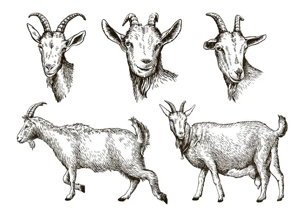 Schizzo di capra disegnato a mano. bestiame. pascolo animale — Vettoriale Stock