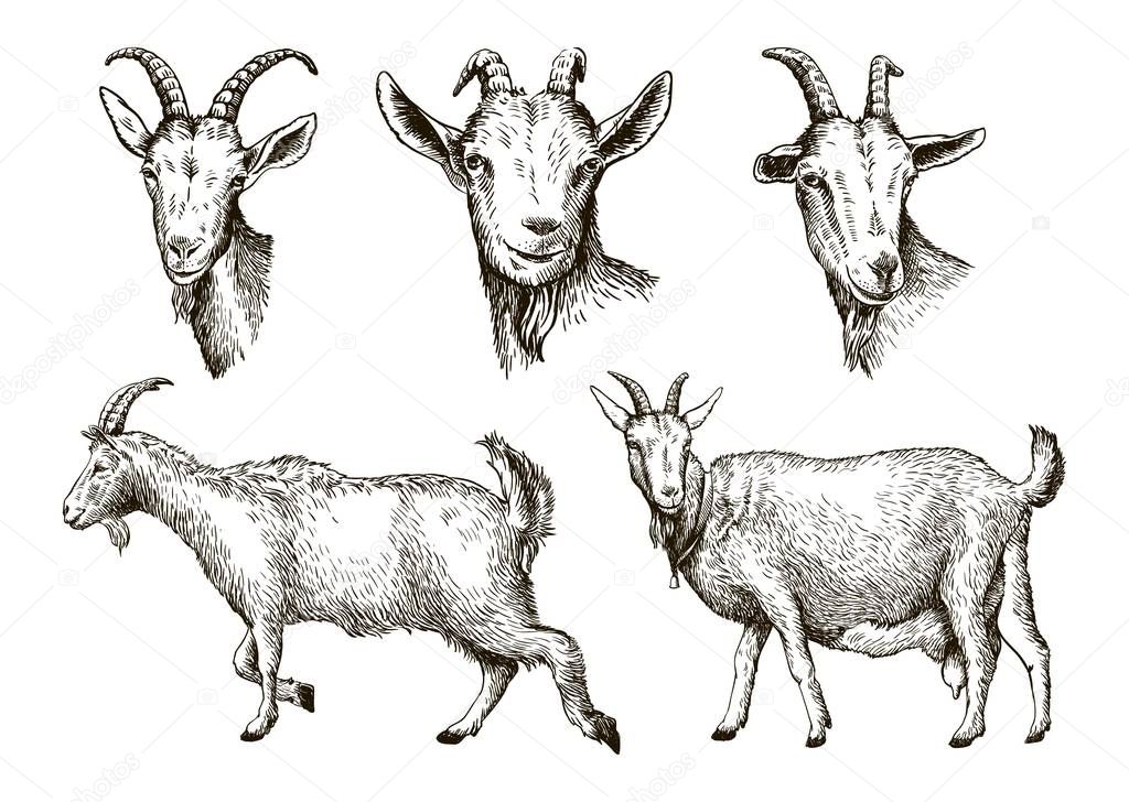 Goat Sketch Goat Sketch