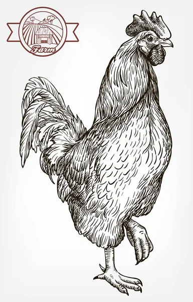 Élevage de poulet. élevage d'animaux. cheptel — Image vectorielle