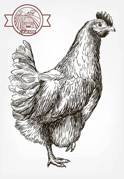 Élevage de poulet. élevage d'animaux. cheptel — Image vectorielle