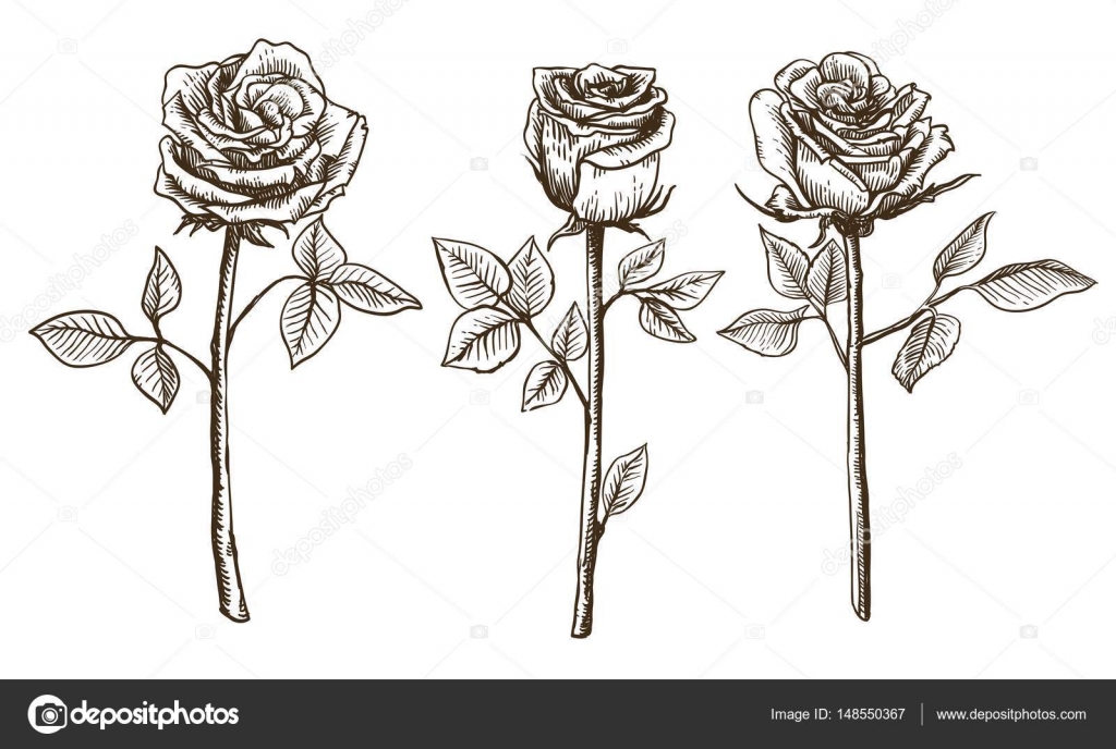 Rose flower sketch Stock Vector Image by ©lapuma 148550367