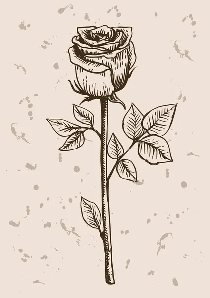 Růže květ skica — ストックベクタ