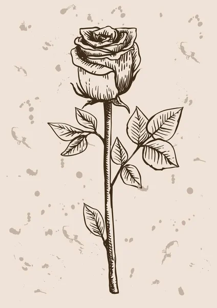 Esbozo de flor rosa — Vector de stock