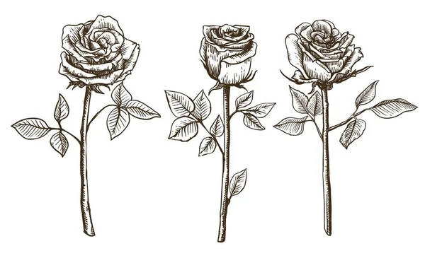 Růže květ skica — Stockový vektor