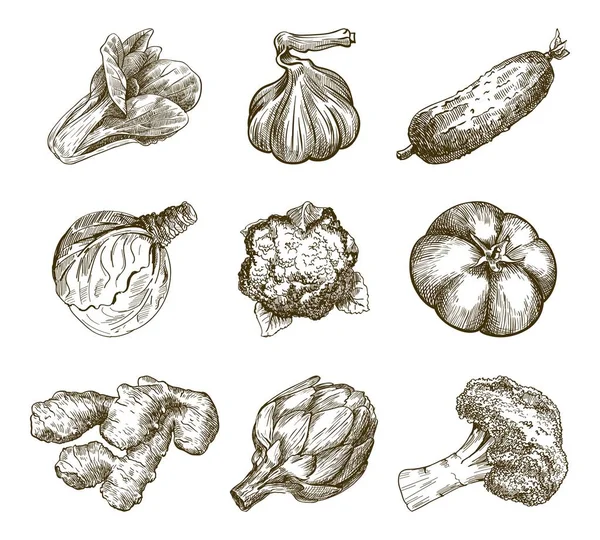 Conjunto de verduras. Cosecha — Archivo Imágenes Vectoriales
