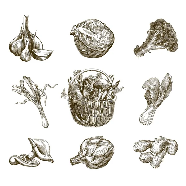 Conjunto de verduras. Cosecha — Archivo Imágenes Vectoriales