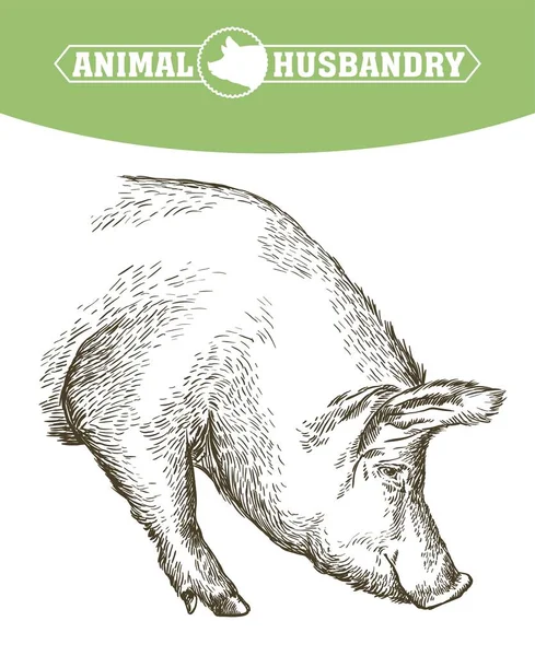Schizzo di maiale disegnato a mano. bestiame — Vettoriale Stock