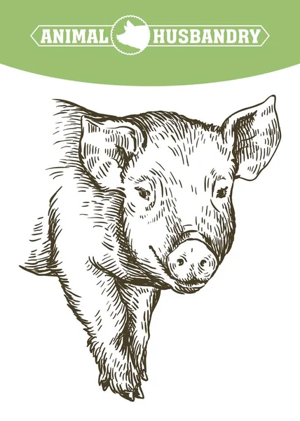 Boceto de cerdo dibujado a mano. ganadería — Vector de stock