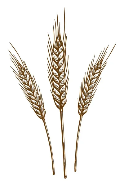 Espigas de trigo. esboço vetorial — Vetor de Stock