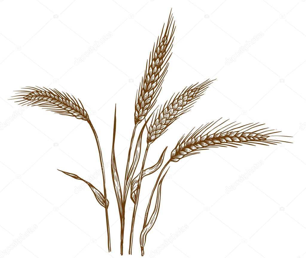 ears of wheat. vector sketch