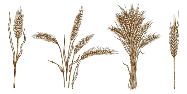 Espigas de trigo. conjunto de esboços vetoriais — Vetor de Stock