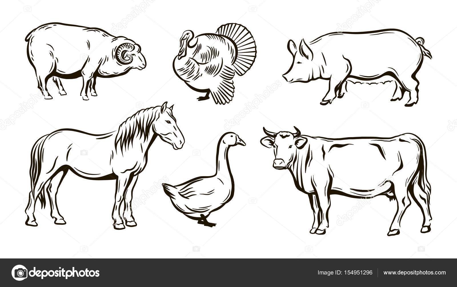 Farm animals sketches Stock Vector Image by ©lapuma #154951296 Farm animals sketches Stock Vector Image by ©lapuma #154951296