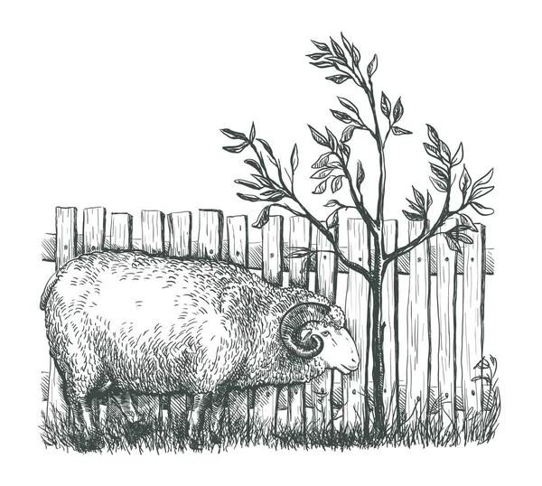 Kresba ovcí nakreslené ručně. živočišná výroba — Stockový vektor