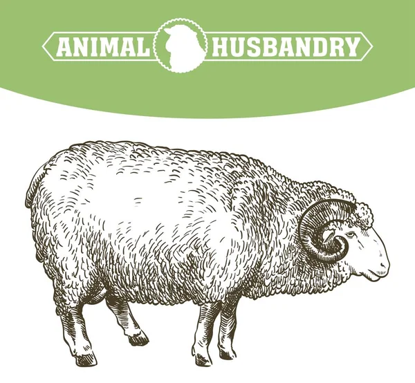 Σκίτσο των προβάτων που με το χέρι. κτηνοτροφία — Διανυσματικό Αρχείο