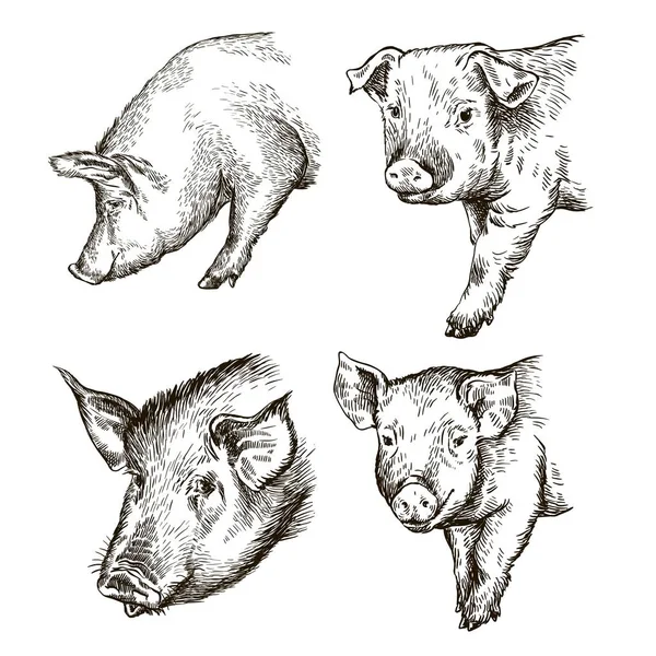 Esboços de porcos desenhados à mão. gado — Vetor de Stock