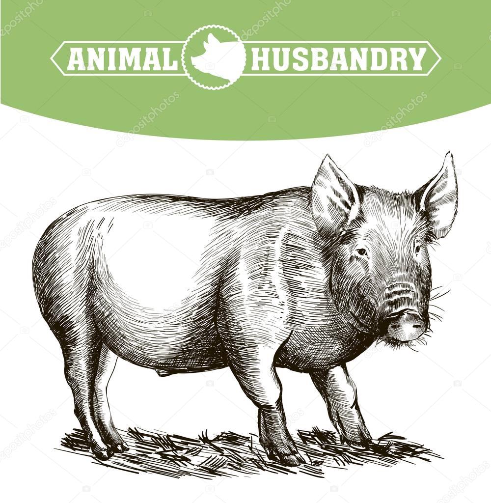 sketch of pig drawn by hand. livestock