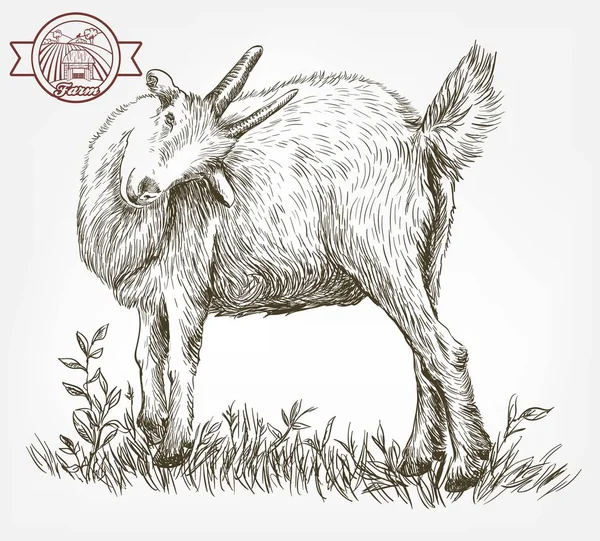 Ескіз кози, намальованої вручну. худобу. випасання тварин — стоковий вектор