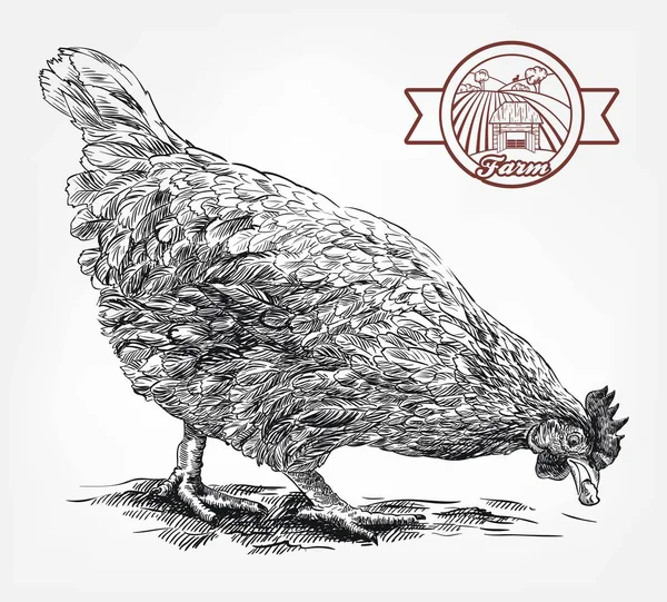 Boceto de pollo. cría de aves. ganadería — Vector de stock