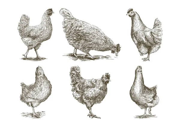 Chicken breeding. animal husbandry. vector sketches on white — Stock Vector
