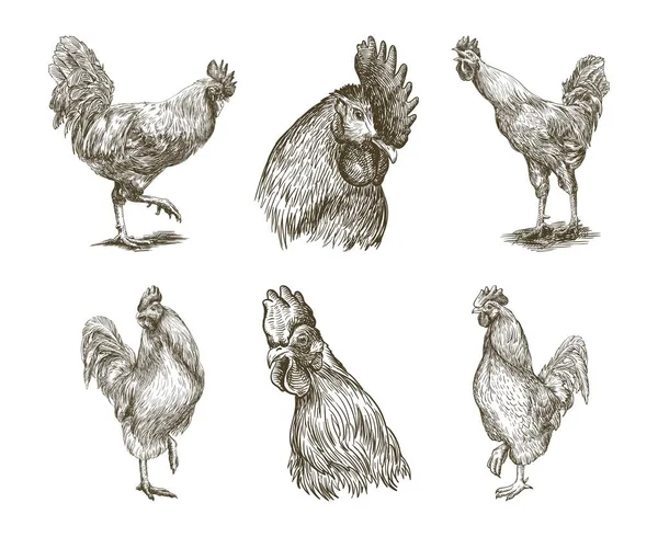 Chicken breeding. animal husbandry. vector sketches on white — Stock Vector