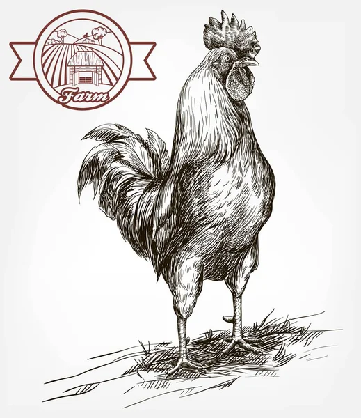 Kyckling avel. djurhållningen. boskap — Stock vektor