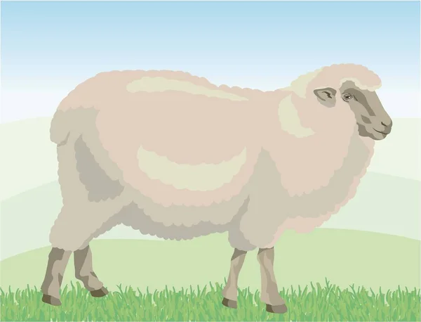 Бежева вівця пасе на пасовищі — стоковий вектор