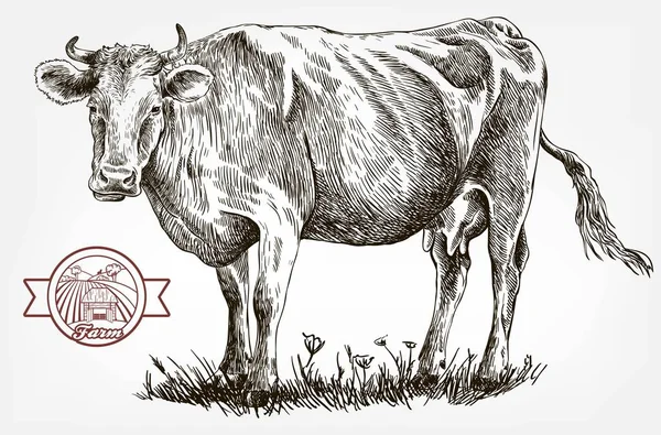 Εκτροφή αγελάδων. εκτροφή των ζώων. ζωικό κεφάλαιο — Διανυσματικό Αρχείο