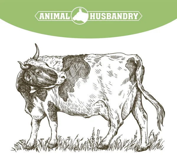 Esboço de vaca desenhado à mão. gado. gado. pastoreio animal — Vetor de Stock
