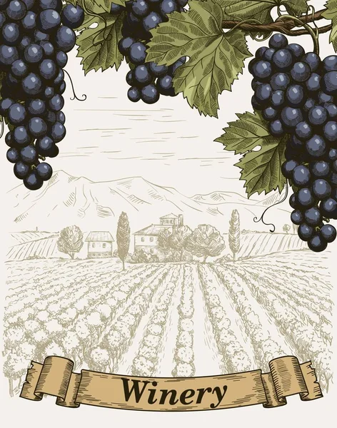 La elaboración del vino. Ramo de uvas sobre un fondo de viñedo — Archivo Imágenes Vectoriales