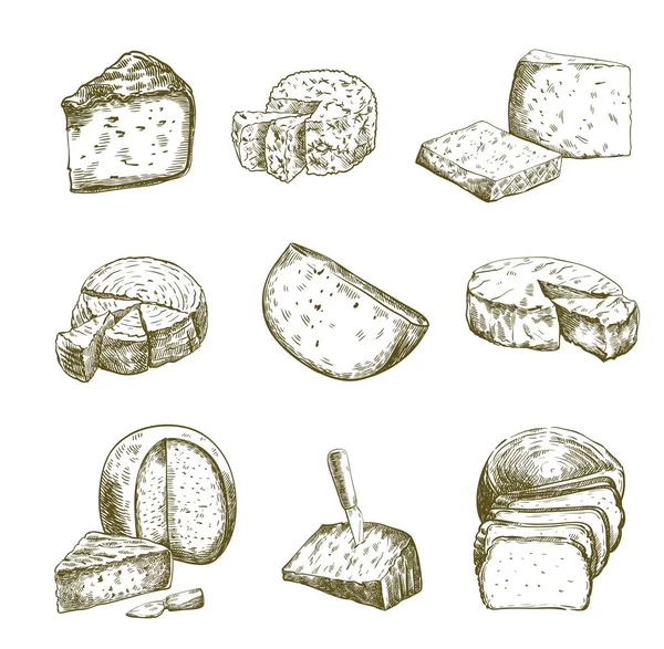Verschiedene Käsesorten. Vektor-Skizzen auf Weiß — Stockvektor