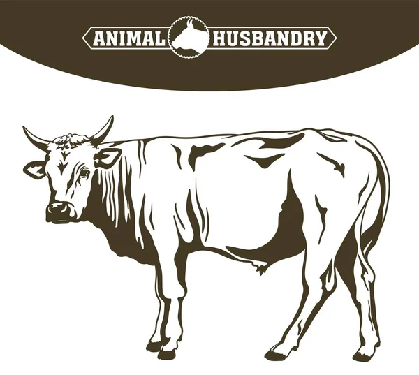 Vaca reprodutora. criação de animais. gado —  Vetores de Stock