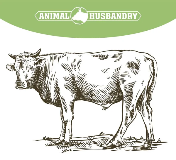 Avel ko. djurhållningen. boskap — Stock vektor