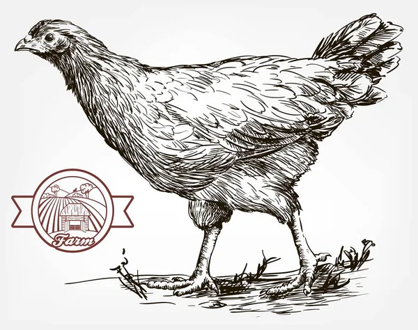 Cría de pollo. cría de animales. ganadería — Archivo Imágenes Vectoriales