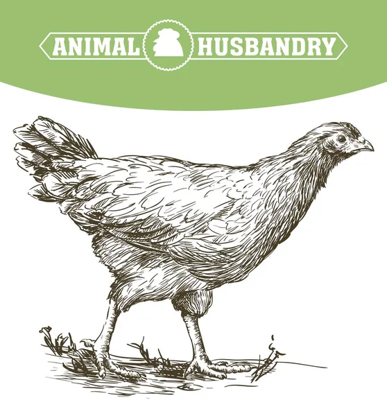 Kyckling avel. djurhållningen. boskap — Stock vektor