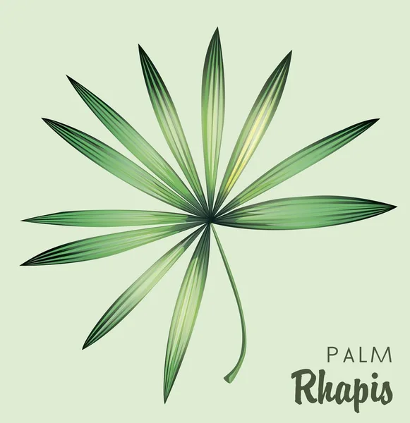 Palmblatt. isoliertes Farbobjekt auf einem grauen — Stockvektor