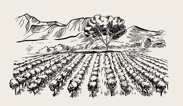 ブドウ畑とワイナリー。手で描かれたベクター スケッチ — ストックベクタ