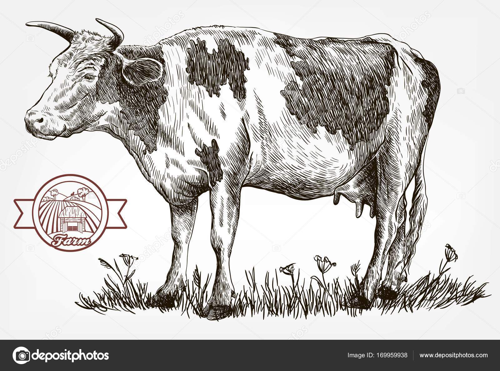 Breeding cow. animal husbandry. livestock Stock Vector Image by ©lapuma #169959938 Breeding cow. animal husbandry. livestock Stock Vector Image by ©lapuma #169959938