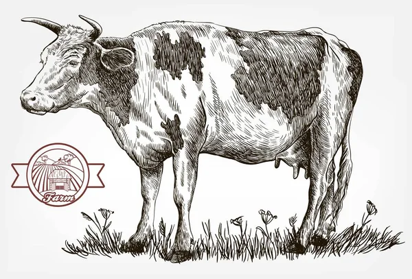 繁殖母牛。畜牧业。牲畜 — 图库矢量图片