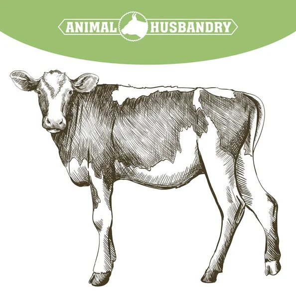 Mucca da riproduzione. zootecnia. bestiame — Vettoriale Stock