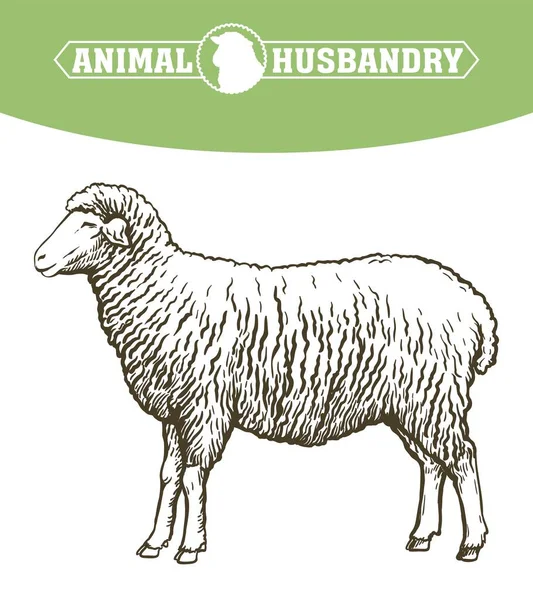 Szkic owiec narysowany ręcznie. hodowla zwierząt — Wektor stockowy