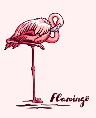 Pembe flamingo zarif bir şekilde tek ayak üzerinde duruyor.