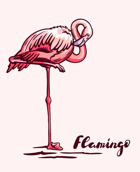 Pink flamingo gracefully stands on one leg — ストックベクタ