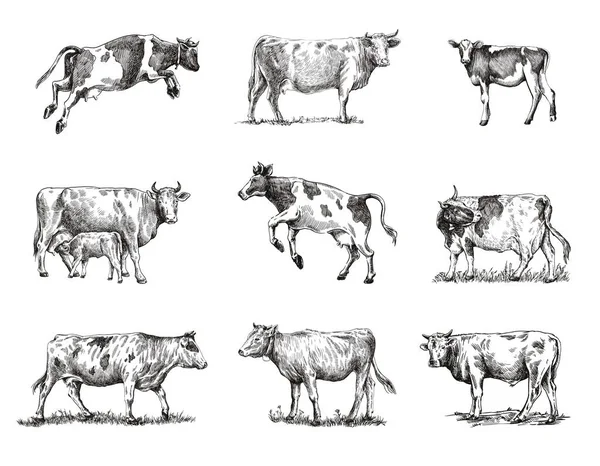 Vache reproductrice. élevage d'animaux. esquisses sur fond gris — Image vectorielle