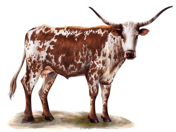 Vache reproductrice. élevage d'animaux. illustration de bétail sur un blanc — Photo